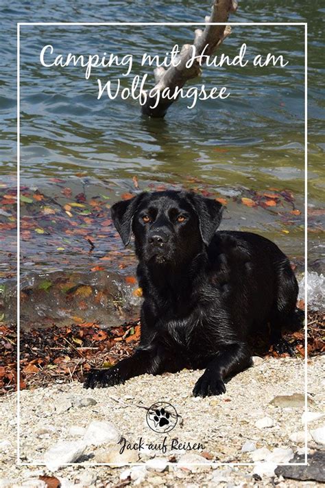 Genießen sie es, bis dahin des öfteren einen blick durch die. Campen, Wandern und Baden mit Hund - Camping mit Hund am ...