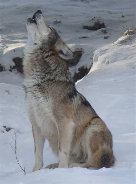 Mexican Grey Wolf Howling Zoo Animals Pinterest Grey