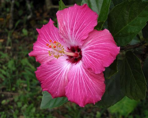 Flowers Of Panama 24 Photograph By Harvey Dalley