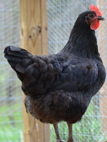 Black Jersey Giant Chickens Chickens Backyard Best