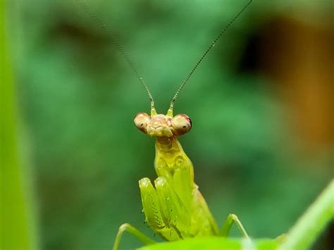 The Bizarre Mating Rituals Of The Praying Mantis