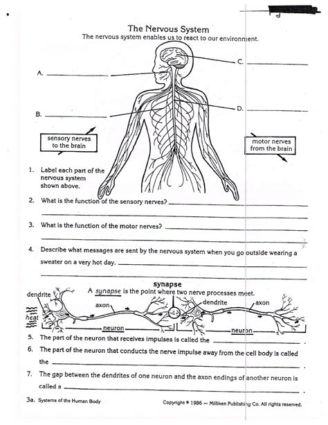 The Nervous System Worksheets Answers