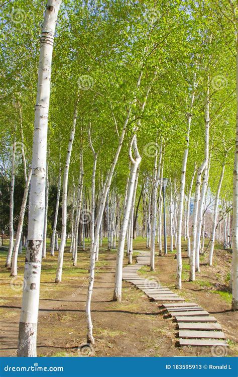 Green Birch Tree Forest By The Road In Spring Stock Image Image Of