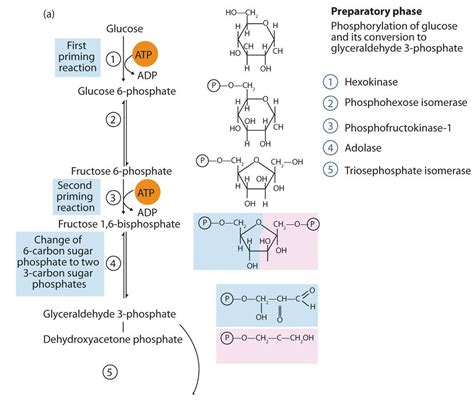 🎉 How Many Atp Are Produced In Glycolysis Glycolysis And Fermentation