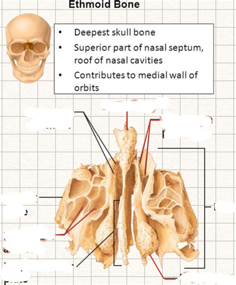 Ethmoid Bone Posterior Diagram Quizlet