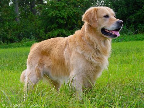 How to identify a golden retriever. Golden Retriever Pictures and Informations - Dog-Breeds.com