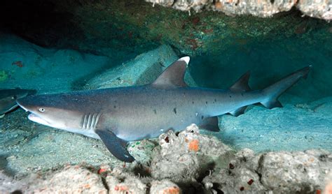 Make a charitable donation today to support our curriculum development and to help us spread. The Big Kahunas: Hawaii's Sharks | Scuba Diving News, Gear ...
