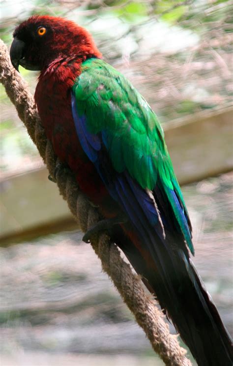 Red Shining Parrot Prosopeia Tabuensis Exotic Birds Pets