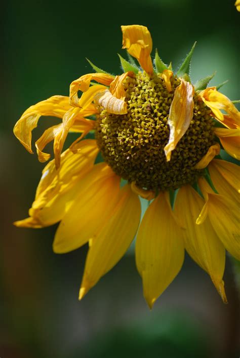 Dying Sunflower Ellen W Flickr