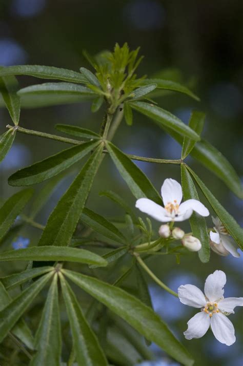 Full sun, partial shade hardiness: Photo of the leaves of Mexican Orange Blossom (Choisya ...