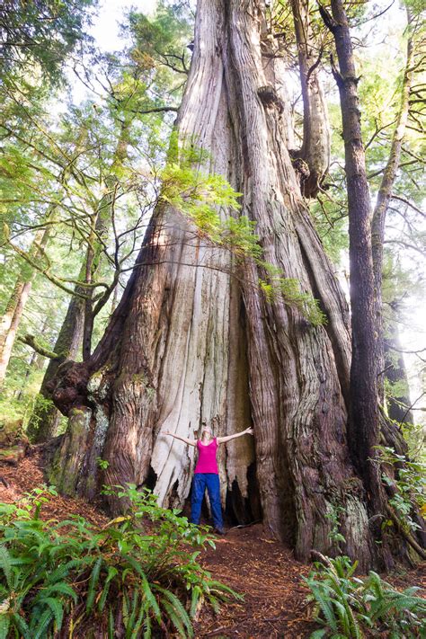 Biggest Trees Ancient Forest Alliance