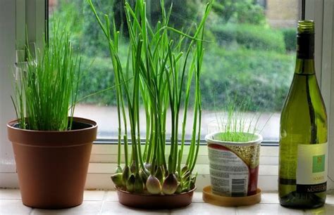 How To Grow Garlic Indoors Growing Garlic In Pots
