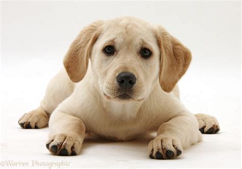 We are an ethical and responsible yellow labrador retriever breeder. Puppy World: Yellow Lab Puppy Pictures