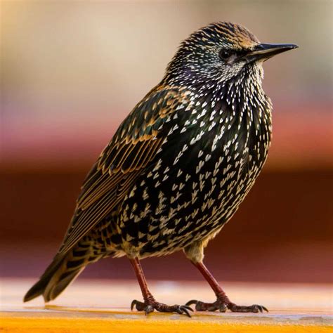 All About The Starling Gardenbird