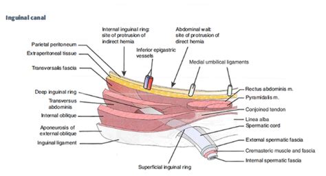 Conjoined Tendon