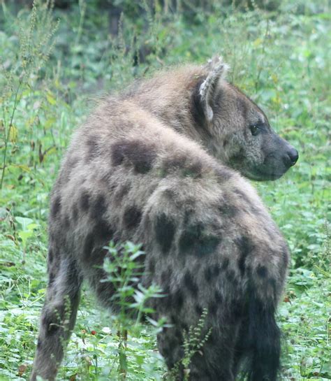 Spotted Hyena Zoochat