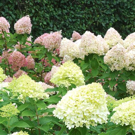 How To Care For Little Lime Hydrangea