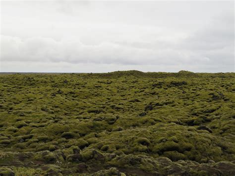 Eldhraun Moss Covered Lava Field Of Southern Iceland Julie Journeys