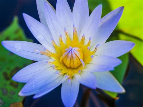 Beautiful Lotus Flower Free Stock Photo Public Domain Pictures