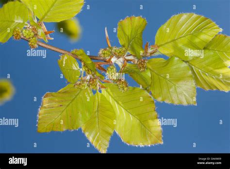 Male Beech Flowers Hi Res Stock Photography And Images Alamy