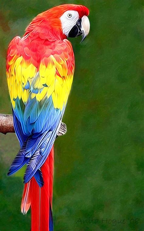 Scarlett Macaw Parrot Photograph At Pet Birds Pet