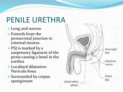 Radiological Anatomy Of The Male Urethra And Techniques Of Imaging