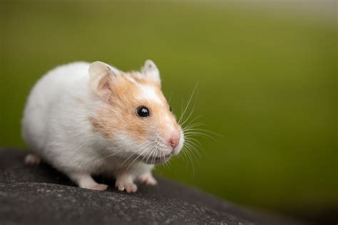 White And Brown Hamster On Black Surface · Free Stock Photo