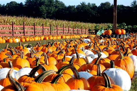 12 Of The Best Pumpkin Patches In Connecticut Fruit Picking Farms Near Me