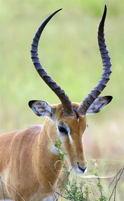 Horn Anatomy Wikipedia