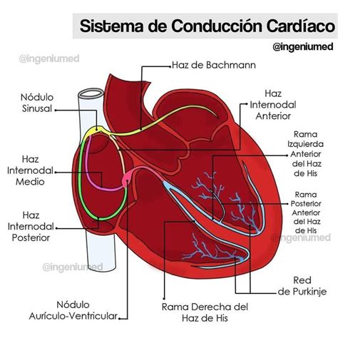 Sistema De Conducción Cardíaco En 2022 Anatomia Cardiaca Anatomía Médica Libros De Anatomia