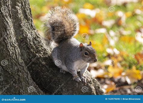 Grey Squirrel On Tree Root Stock Photo Image Of Water 163979690