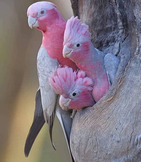 Pink Parrot Bird