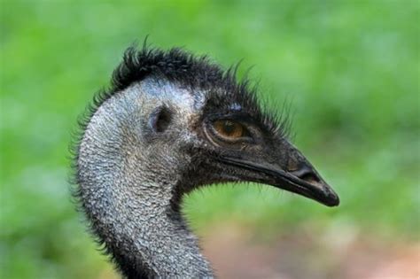 A large, flightless australian bird that has. Emu Bird Facts | Anatomy, Diet, Habitat, Behavior ...