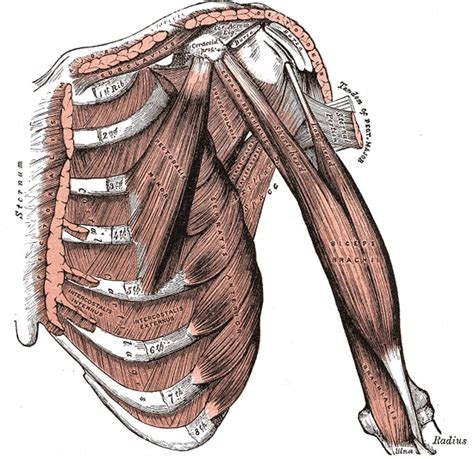 Anatomy Shoulder And Upper Limb Brachialis Muscle Statpearls Ncbi