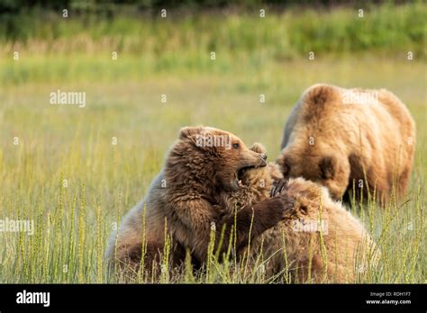Brown Bear Ursus Arctos Two Third Year Cubs Play Fighting In Lake