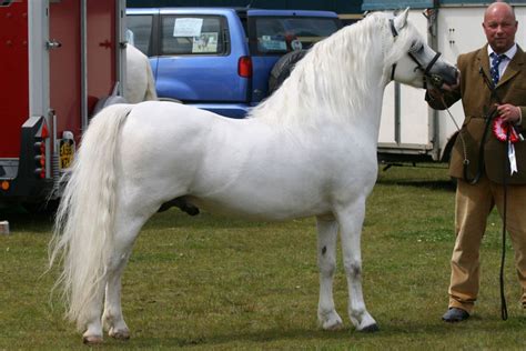 Welsh Mountain Pony Breed Information History Videos Pictures