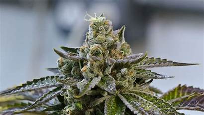 Weed Marijuana Trippy Cannabis Rasta Plant Psychedelic