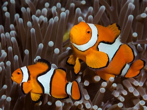 All Clownfish Are Born Male — Some Turn Female To Enable Mating R