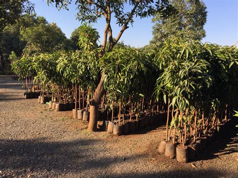 Mango Tree In Navsari आम का पेड़ नवसारी Latest Price And Mandi Rates From Dealers In Navsari