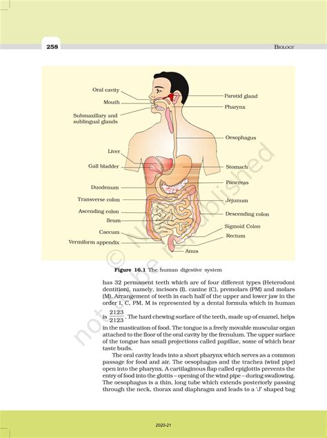 Digestion And Absorption Ncert Book Of Class 11 Biology