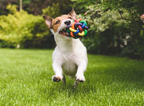 Wenn der hund in die wohnung macht, dann tut er dies bestimmt nicht, um sie zu ärgern. Hundespielzeug für die individuelle Beschäftigung ...