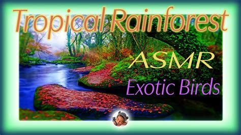 Asmr Jungle Sounds Exotic Birds Singing In Tropical Rainforest For