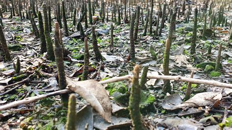 Mumbai S Disappearing Mangroves A Weapon Against Climate Change Is