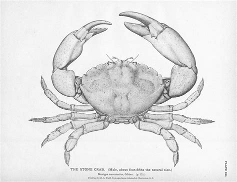 Pin By Simon Paratz On Ecosystem Crab Illustration Crab Tattoo Crab Art