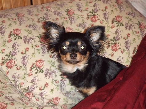 Filelong Haired Chihuahua Wikimedia Commons