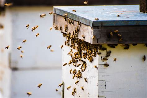 Beekeeping For Beginners A Step By Step Guide