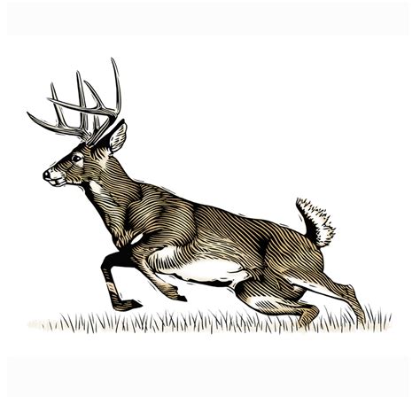 Running Deer Drawing At Getdrawings Free Download