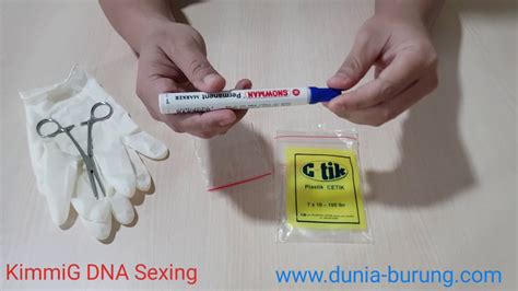 01 Peralatan Untuk Sample Bulu Dna Sexing Youtube