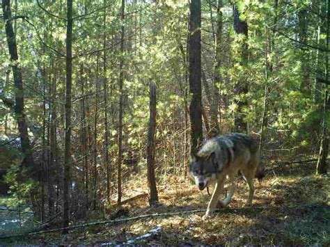 Wisconsin Wolf Population Similar To Two Previous Years Dnr Says