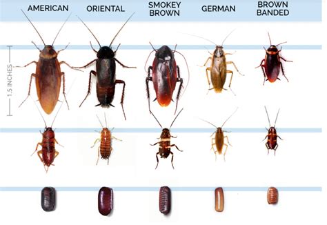 Cockroach Life Cycle Life Span And More Info About Uk Roaches